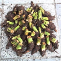 广西荔浦芋头香芋种子产地直发成活率97%每斤约8-13个