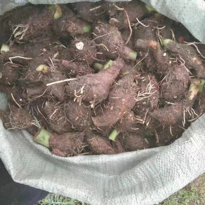 广西荔浦芋头香芋种子产地直发成活率97%每斤约8-13个
