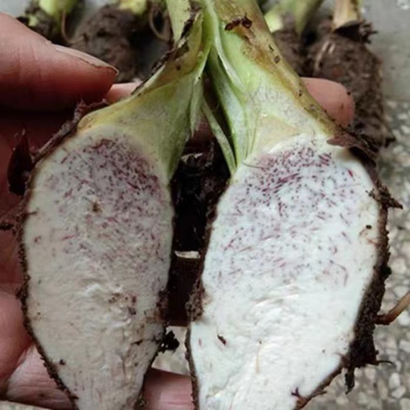 广西荔浦芋头香芋种子产地直发成活率97%每斤约8-13个