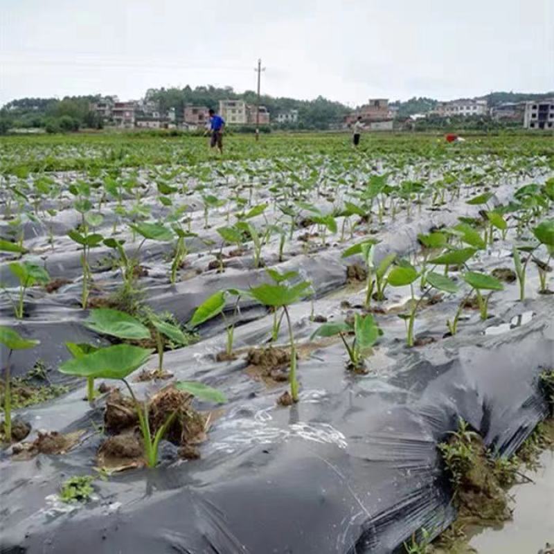 广西荔浦芋头香芋种子产地直发成活率97%每斤约8-13个
