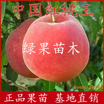 红桃新品种中国红桃王桃树苗嫁接桃苗特大果560克