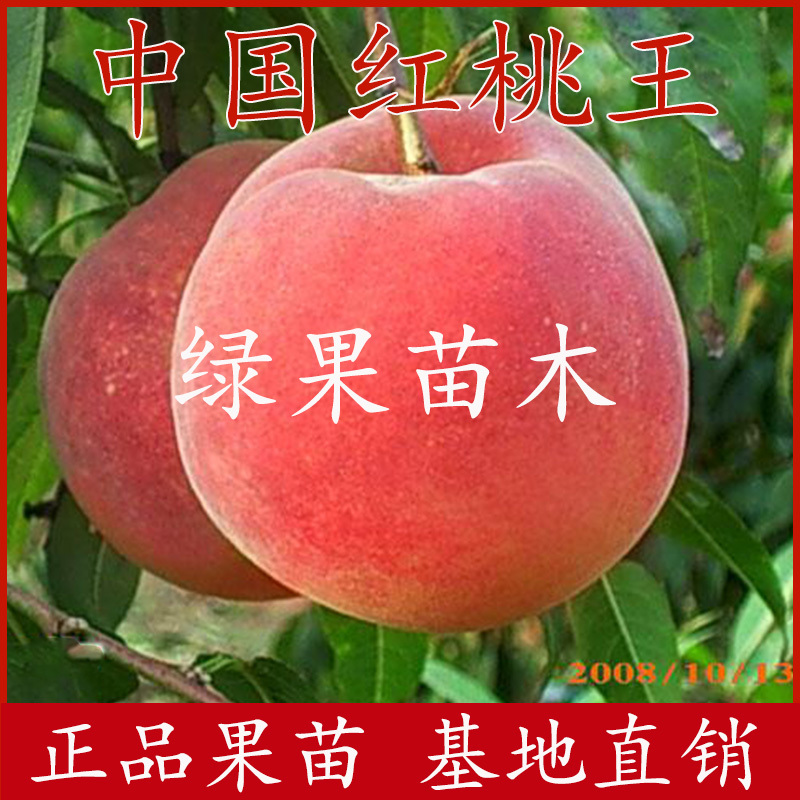 红桃新品种中国红桃王桃树苗嫁接桃苗特大果560克