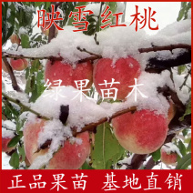 冬桃树苗嫁接桃苗映雪红桃苗映霜红芽变晚熟桃树苗