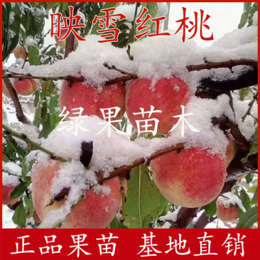 冬桃树苗嫁接桃苗映雪红桃苗映霜红芽变晚熟桃树苗