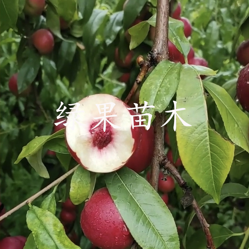 珍珠枣油桃苗嫁接桃树苗冰糖大枣味离核脆甜纯正品种