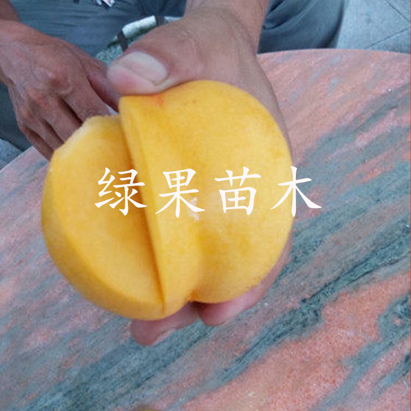 嫁接桃树苗金香妃黄巨油油桃树苗黄金油桃苗果树苗木