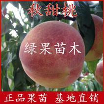 晚熟冬桃苗可以储存到春节秋甜桃苗南北方种植