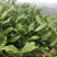 茶叶长寿县绿茶红茶散装礼盒装【一手货源】欢迎看货