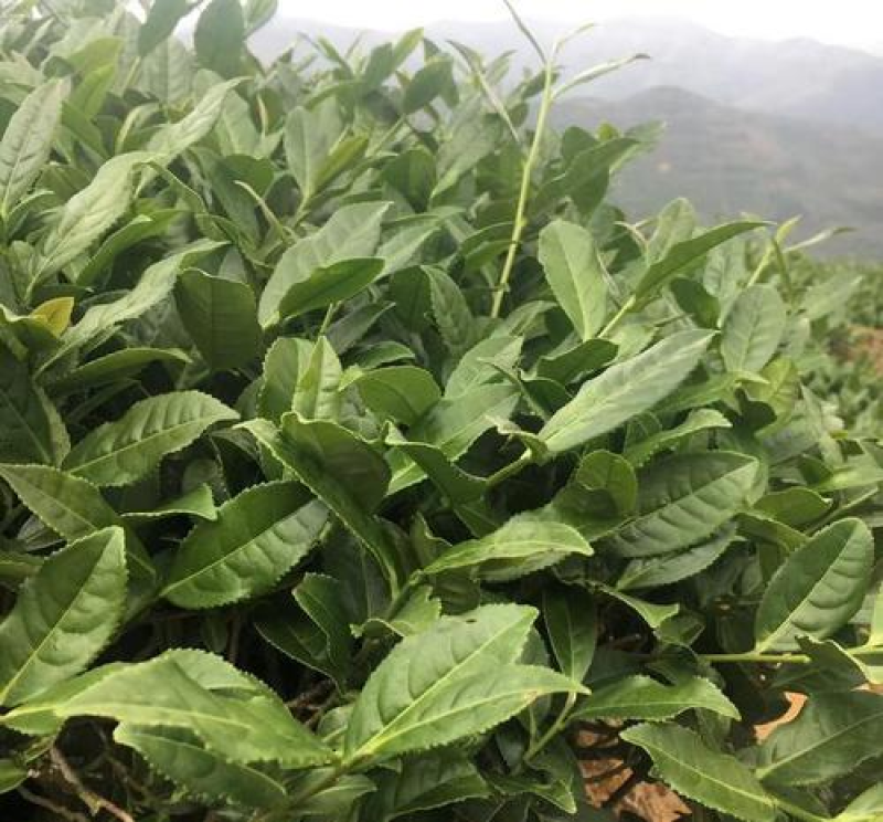 茶叶长寿县绿茶红茶散装礼盒装【一手货源】欢迎看货
