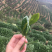 茶叶长寿县绿茶红茶散装礼盒装【一手货源】欢迎看货