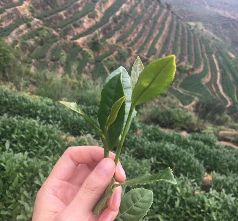 茶叶长寿县绿茶红茶散装礼盒装【一手货源】欢迎看货