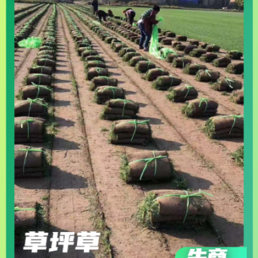 武汉基地千亩草坪供应百慕大马尼混播草四季常绿耐高温
