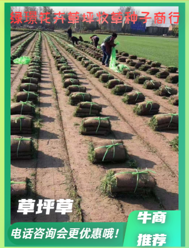 武汉基地千亩草坪供应百慕大马尼混播草四季常绿耐高温