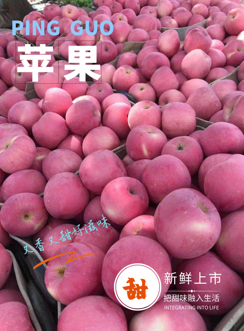 山东烟台红富士苹果大量上市，产地直销，品质保障