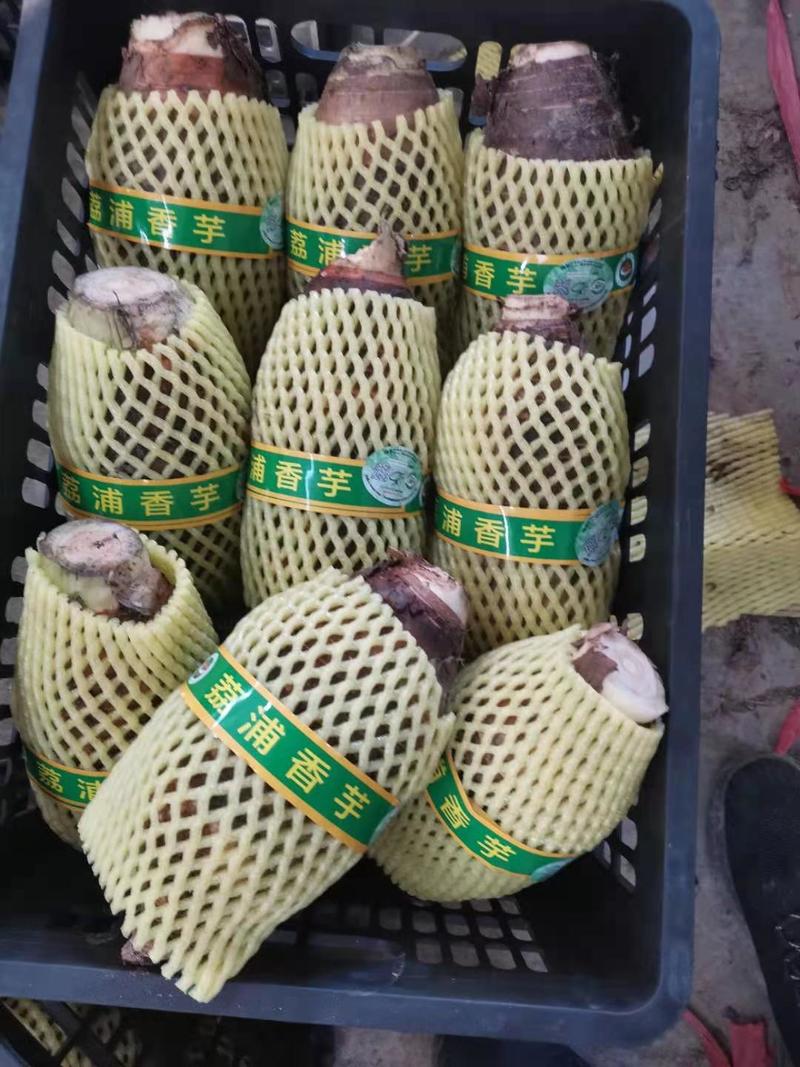【推荐】原产地发荔浦芋头香芋粉芋商超电商食品厂全年供应