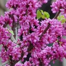 紫荆种子紫荆花种子紫荆树种子花香花期长绿化用途广