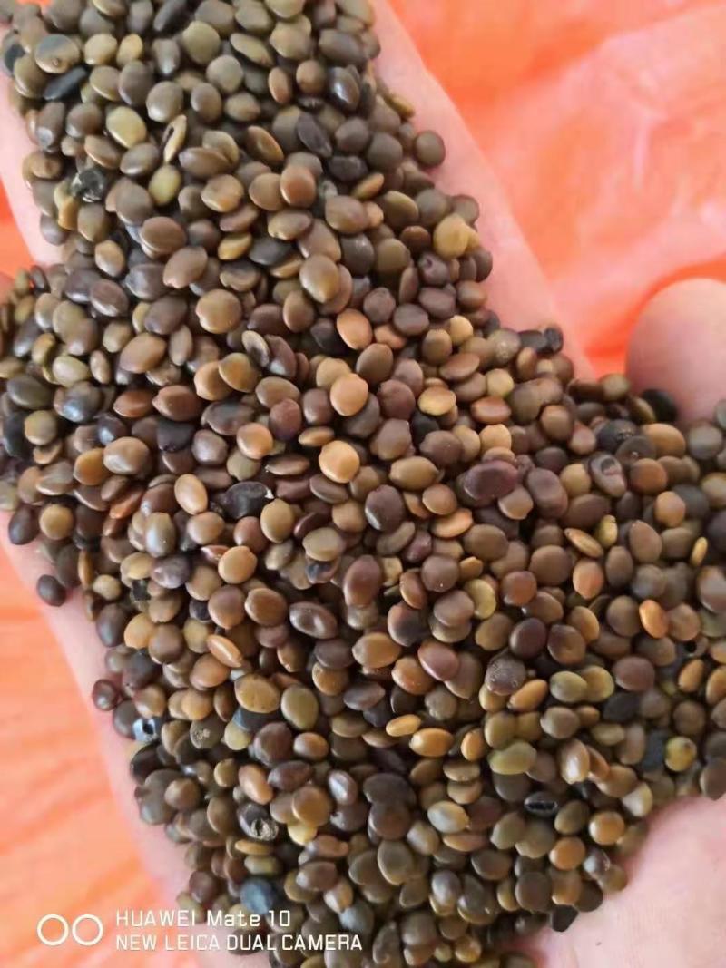 紫荆种子紫荆花种子紫荆树种子花香花期长绿化用途广
