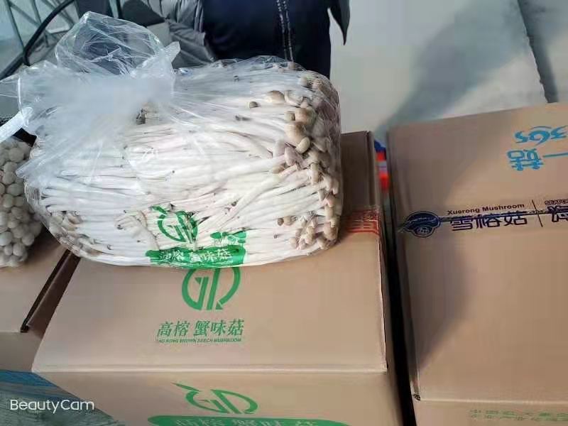 优质江苏高榕白玉菇全国供应商超品质价格实惠支持视频看货