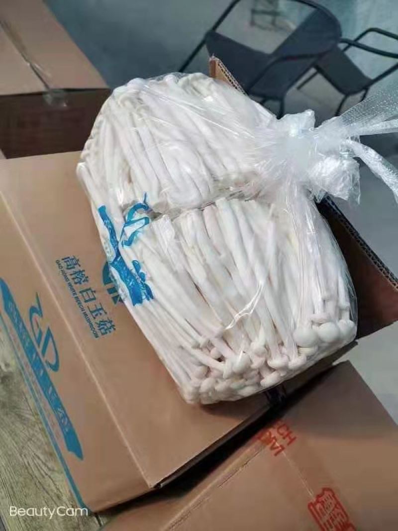 优质江苏高榕白玉菇全国供应商超品质价格实惠支持视频看货