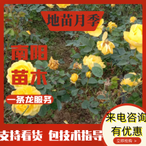 【特惠】种植月季月季树地苗自家基地种植欢迎咨询