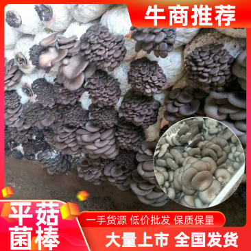 平菇菌种专业平菇种植纯棉壳制作欢迎看货选购
