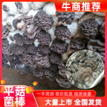 金鑫食用菌出售平菇菌棒菌棒品种齐全一手货源