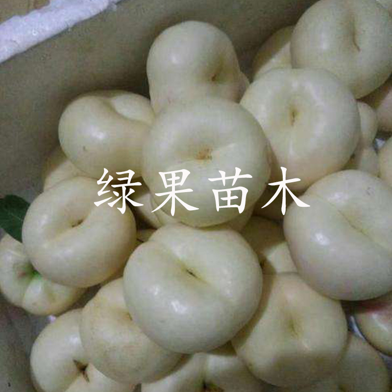 白油蟠桃苗嫁接桃树苗批发白蟠桃苗白油蟠桃树苗