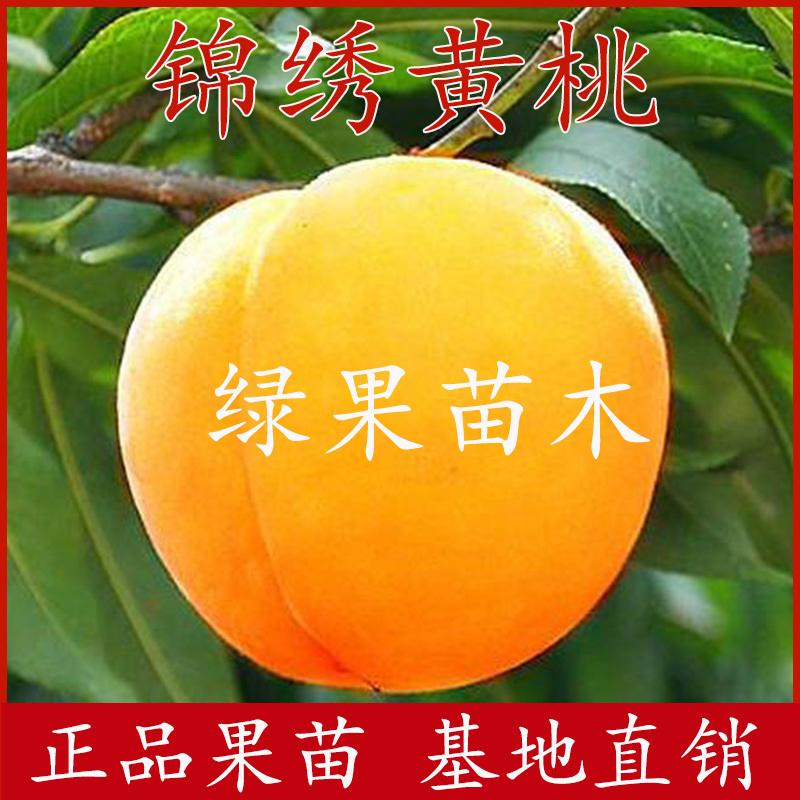 黄桃树苗锦绣黄桃苗黄金蜜4号新品种黄金桃苗嫁接桃苗