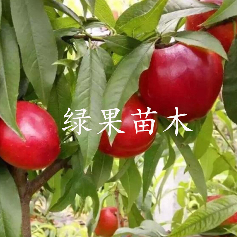 早油4号油桃苗油桃4号黄肉油桃苗嫁接桃树苗基地直销