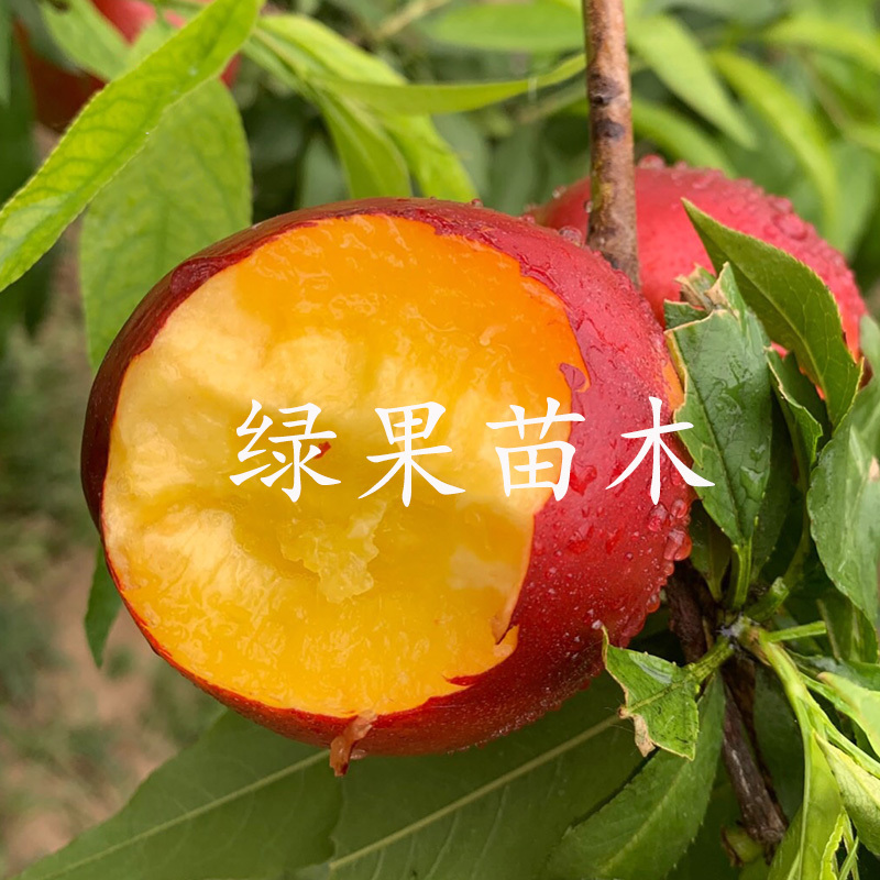 早油4号油桃苗油桃4号黄肉油桃苗嫁接桃树苗基地直销