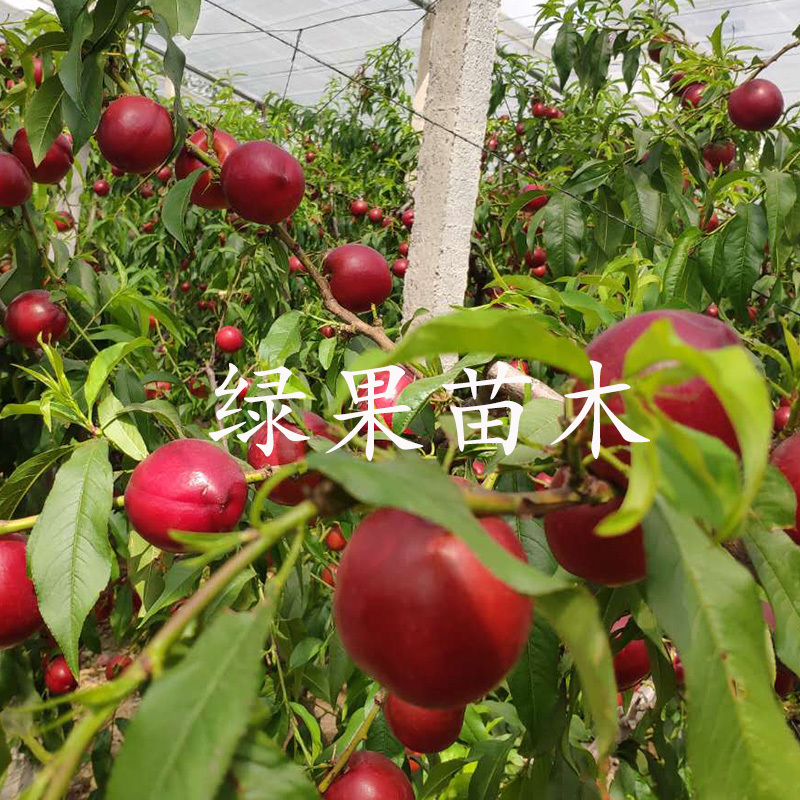 早油4号油桃苗油桃4号黄肉油桃苗嫁接桃树苗基地直销
