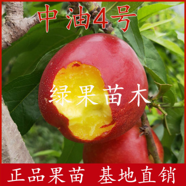早油4号油桃苗油桃4号黄肉油桃苗嫁接桃树苗基地直销