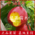 早油4号油桃苗油桃4号黄肉油桃苗嫁接桃树苗基地直销