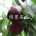 黑油桃苗红肉黑油桃树苗黑油皇后桃苗嫁接果树苗基地