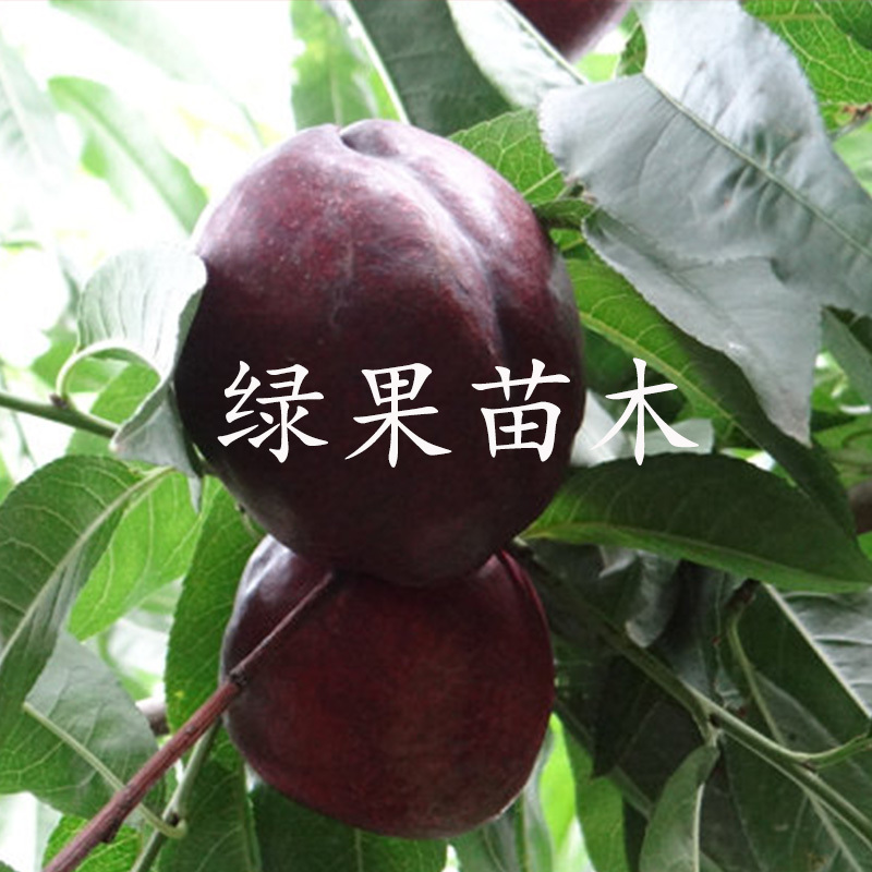 黑油桃苗红肉黑油桃树苗黑油皇后桃苗嫁接果树苗基地