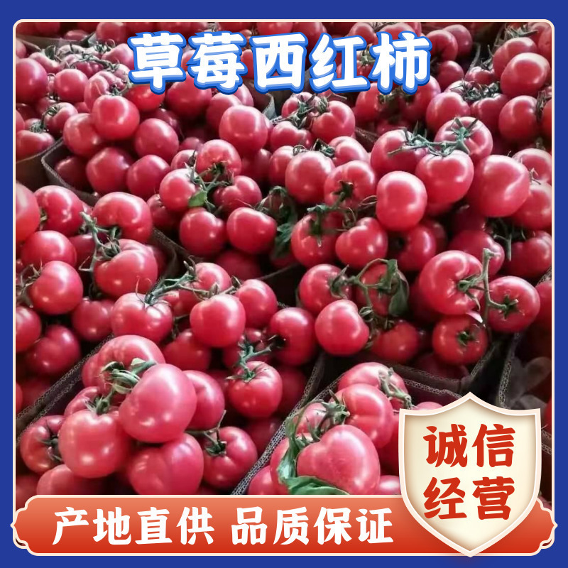 【热销】山东优质硬粉西红柿大量供应整车批发全国发货