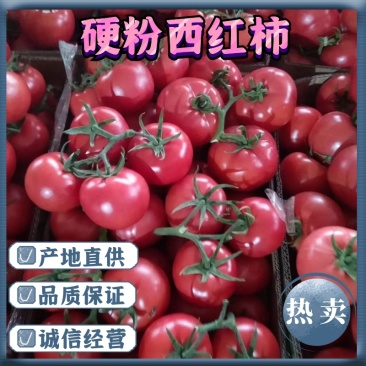 【热卖中】精品硬粉西红柿产地直销商超**弧三量大优惠