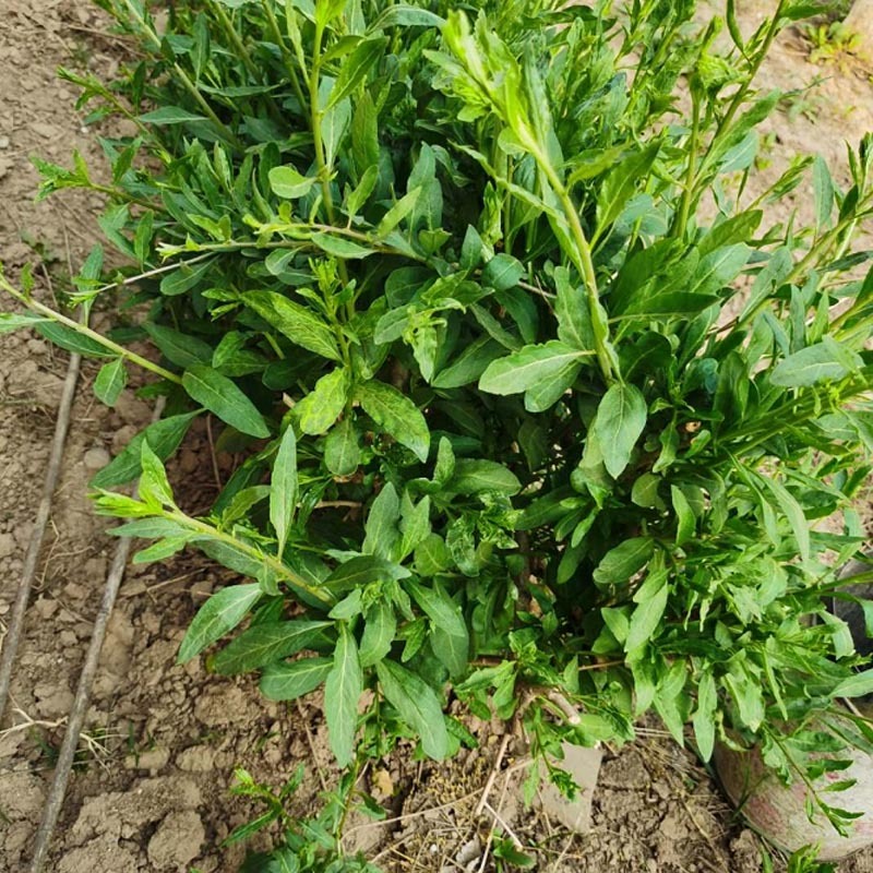 枸杞叶苗大叶食用枸杞苗四季适合南北方种植成活率高