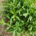枸杞叶苗大叶食用枸杞苗四季适合南北方种植成活率高