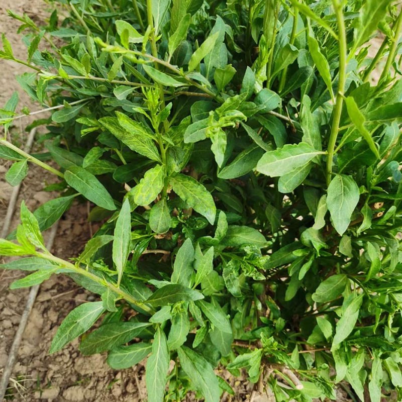 枸杞叶苗大叶食用枸杞苗四季适合南北方种植成活率高