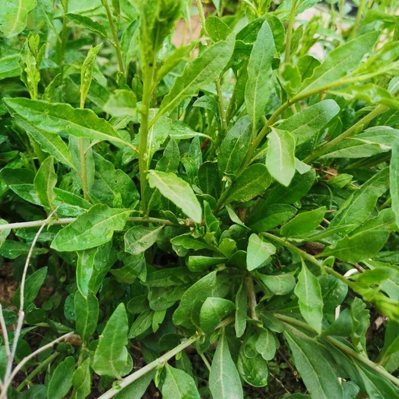 枸杞叶苗大叶食用枸杞苗四季适合南北方种植成活率高