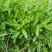 枸杞叶苗大叶食用枸杞苗四季适合南北方种植成活率高