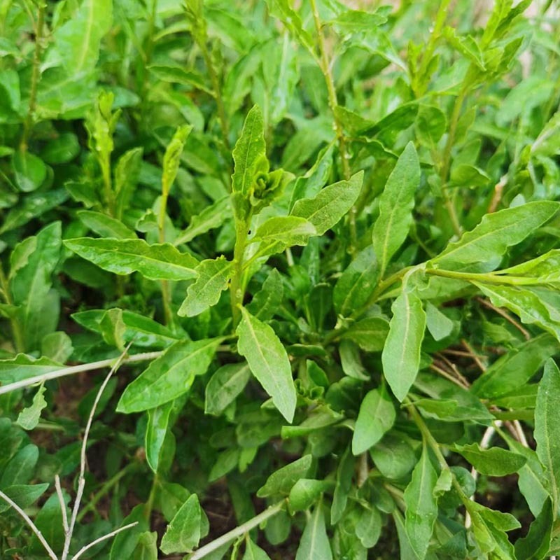 枸杞叶苗大叶食用枸杞苗四季适合南北方种植成活率高