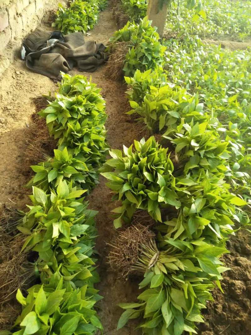 【辣椒苗】黄皮辣椒苗大羊角椒苗菜椒苗已脱毒
