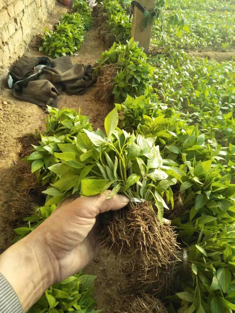 【辣椒苗】菜椒苗薄皮椒苗苏椒五号薄皮元帅品质保障