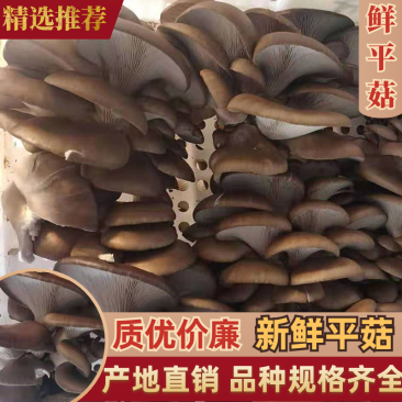 【推荐】黑平菇鲜平菇蘑菇货源充足合作共赢