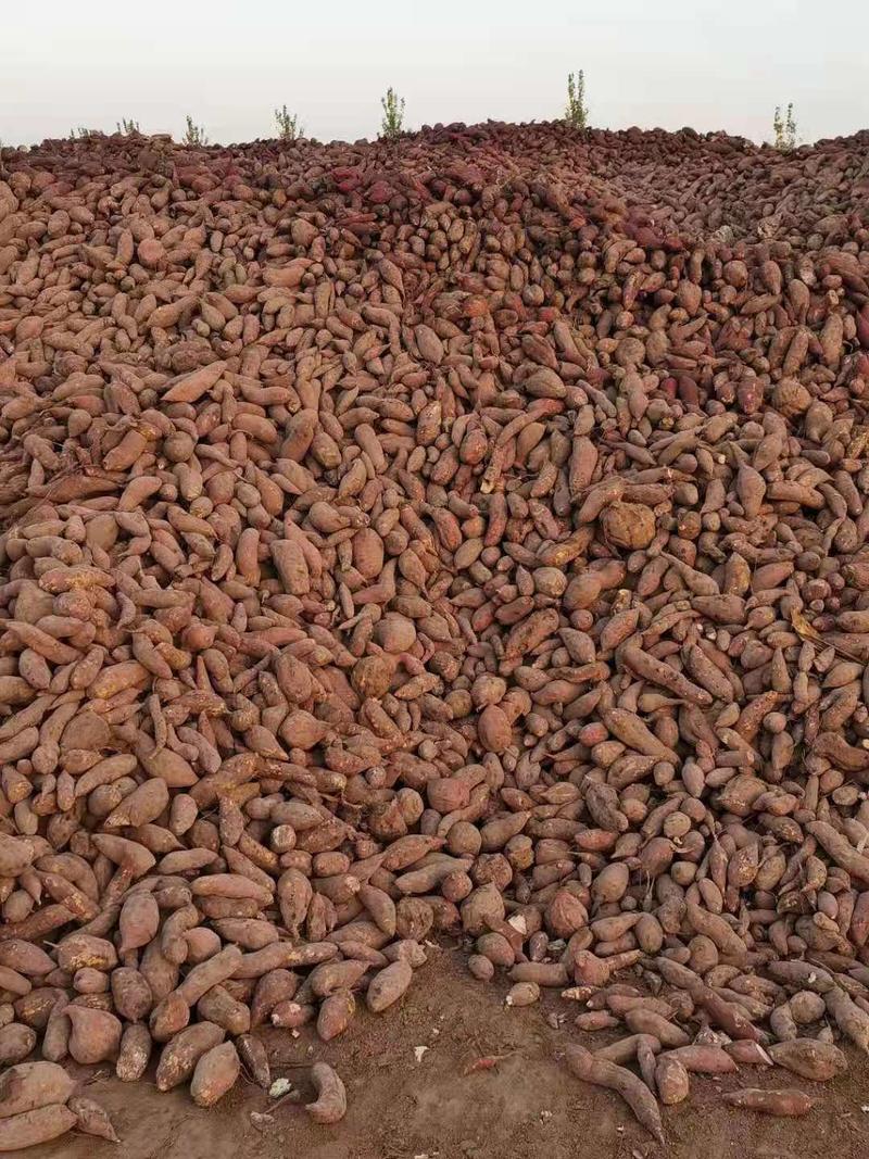 2023新红薯淀粉高筋高韧无泥沙全年供应欢迎考察