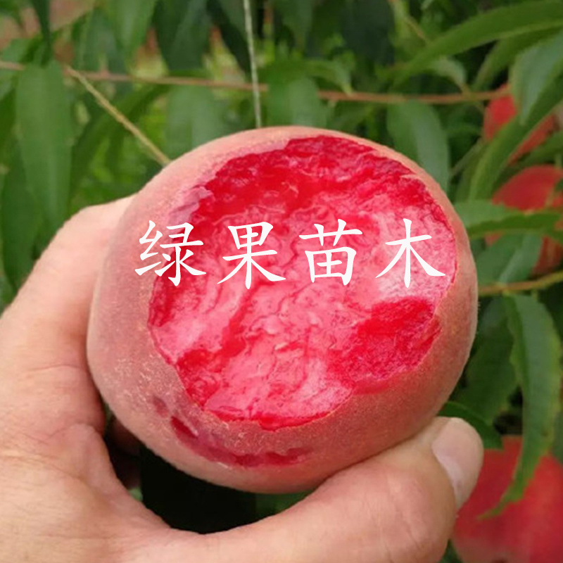 中华血桃苗猪血桃苗春雨红肉血桃树苗嫁接苗现挖现发