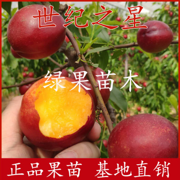 早熟油桃苗世纪之星油桃苗黄肉甜油桃基地直销包成活