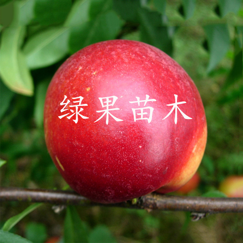 早熟油桃苗世纪之星油桃苗黄肉甜油桃基地直销包成活